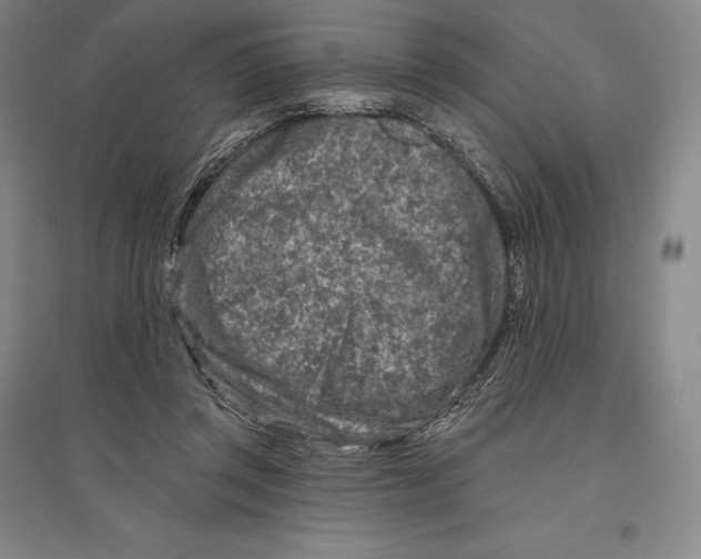 X0000096450357200802211239