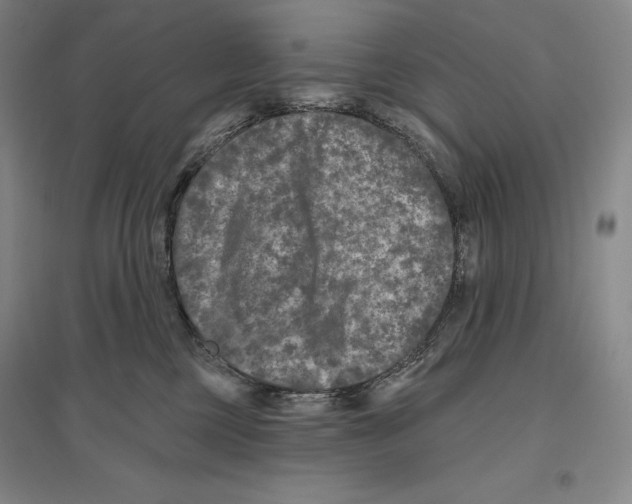 X0000096450377200802211239