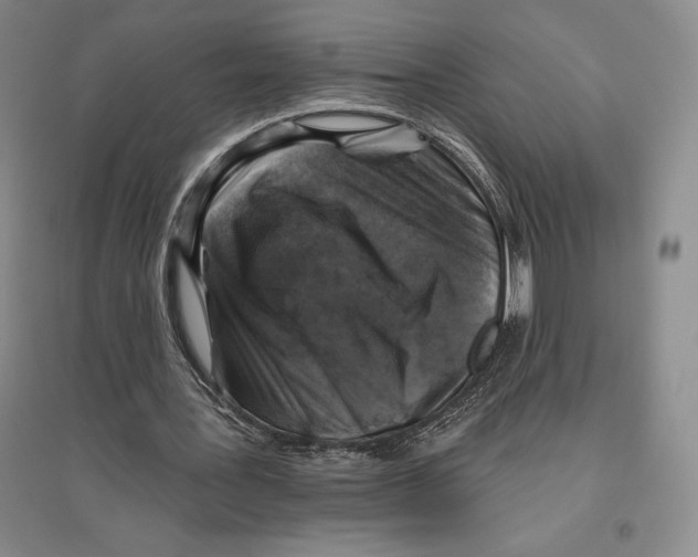 X0000096450387200802211239