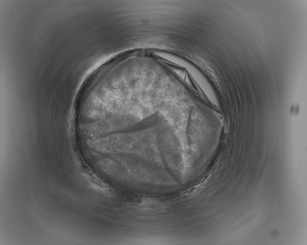 X0000096450388200802211239