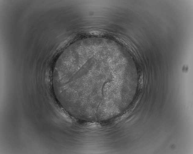 X0000096450424200802211238