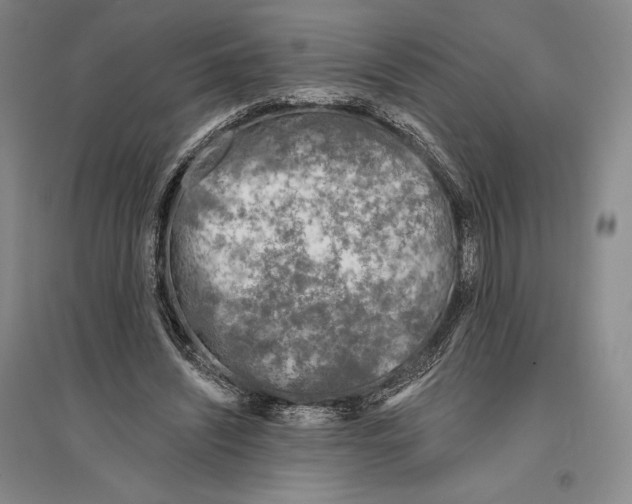 X0000096450444200802211238