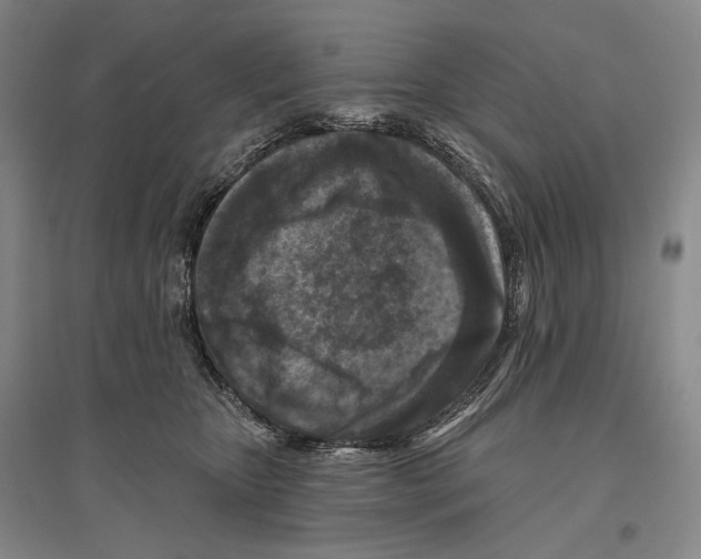 X0000096450467200802211238