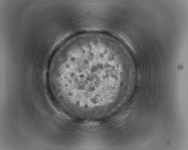 X0000096450491200802211237