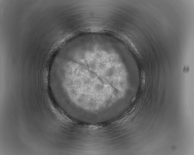 X0000096450542200802211236