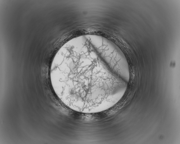 X0000096450565200802211237