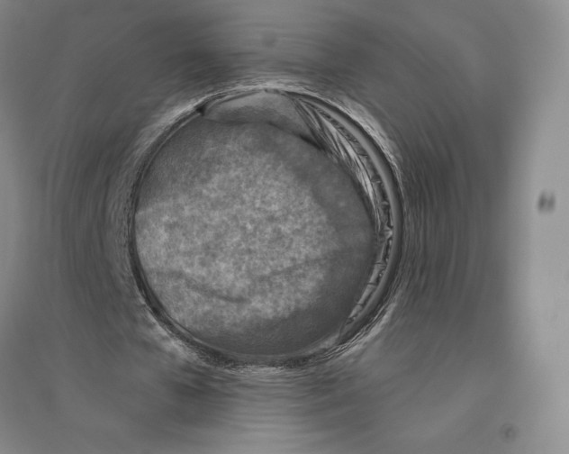 X0000096450577200802211236