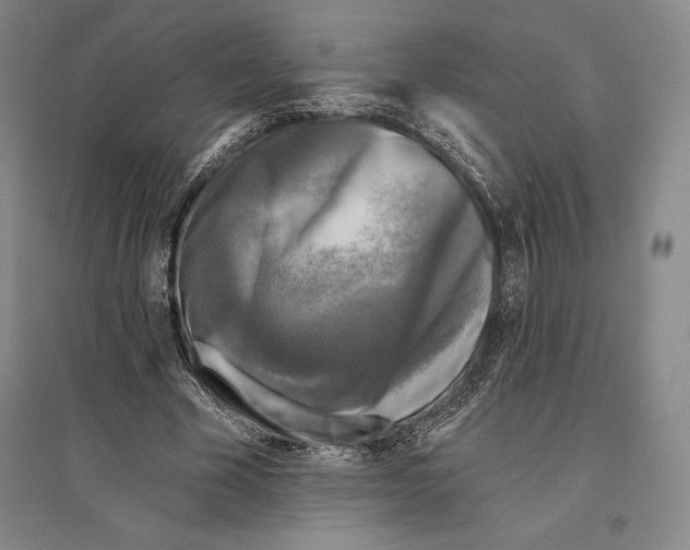 X0000096450585200802211236