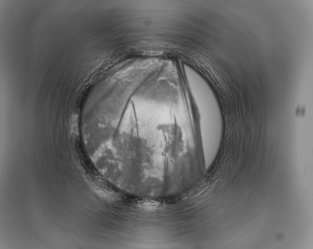 X0000096450598200802211236