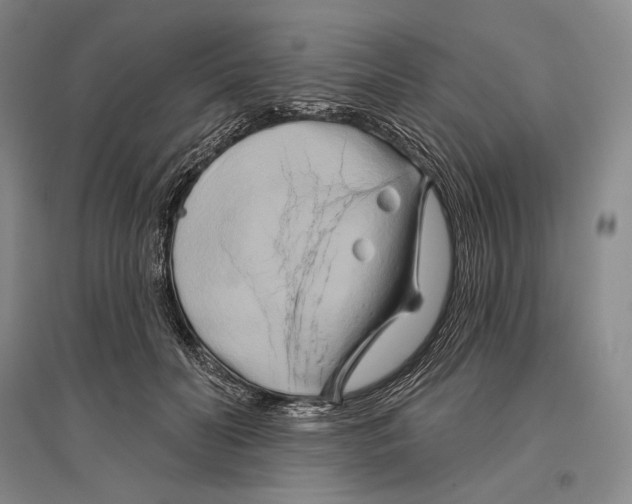 X0000096450606200802211236