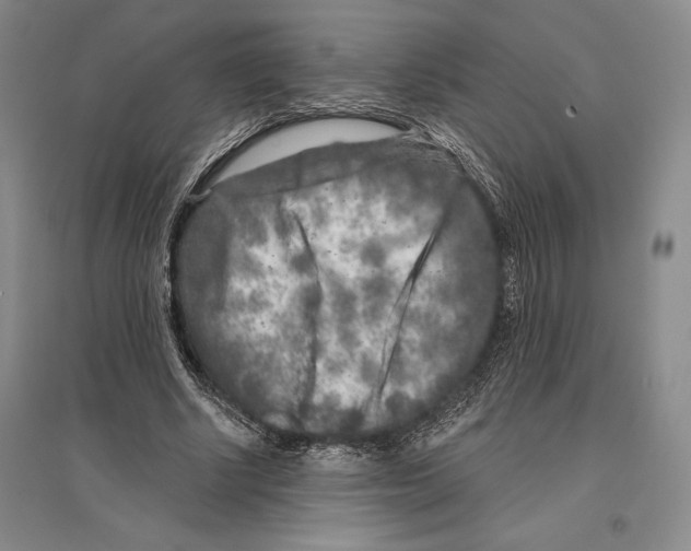 X0000096450634200802211235