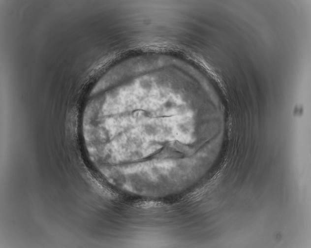 X0000096450637200802211235