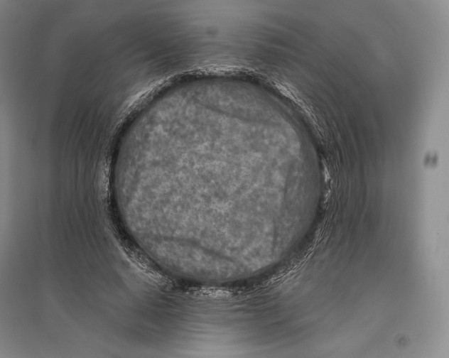 X0000096450640200802211235