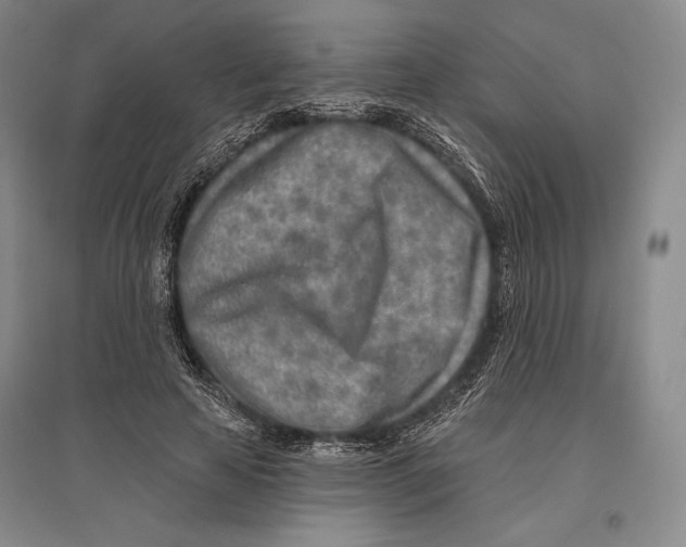 X0000096450641200802211235