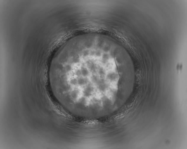 X0000096450642200802211235