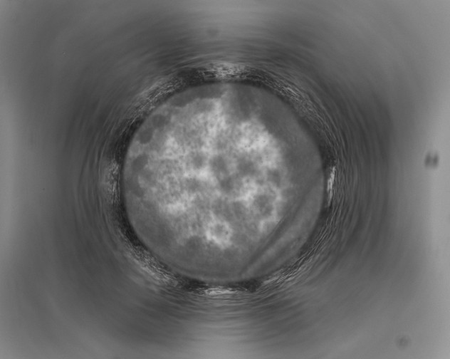 X0000096450650200802211235