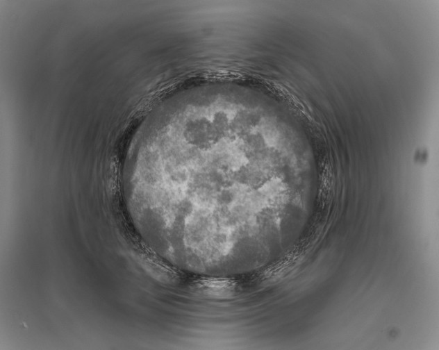 X0000096450659200802211235