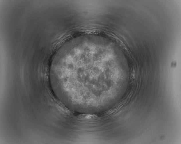 X0000096450663200802211235