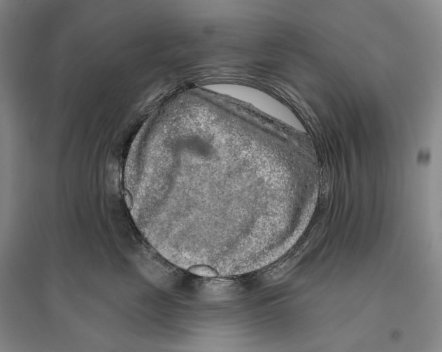 X0000096450669200802211235