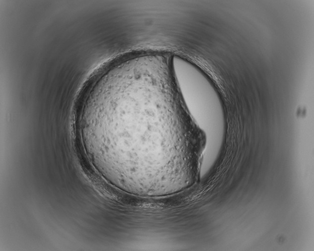 X0000096450680200802211234