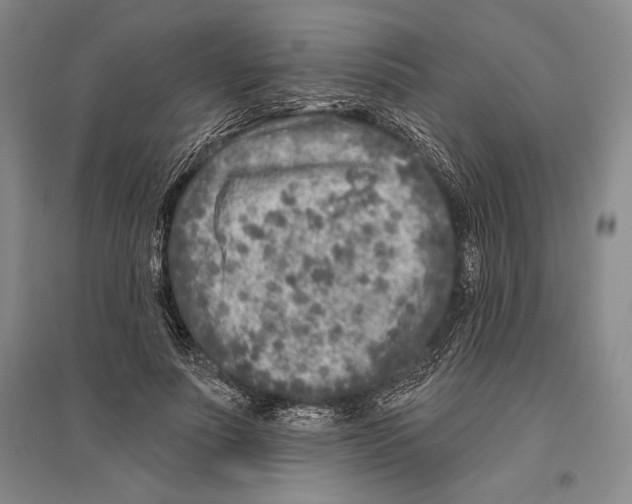 X0000096450691200802211234