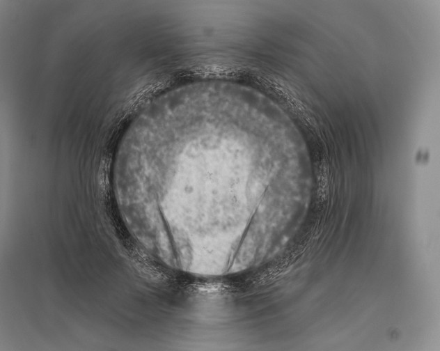 X0000096450695200802211234