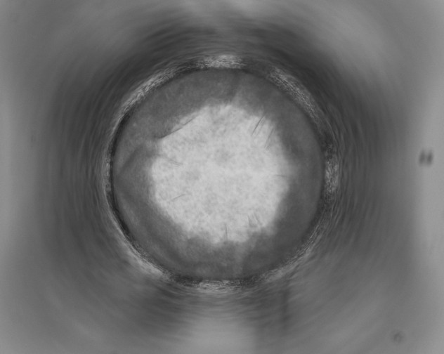 X0000096450725200802211233