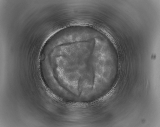 X0000096450779200802211233