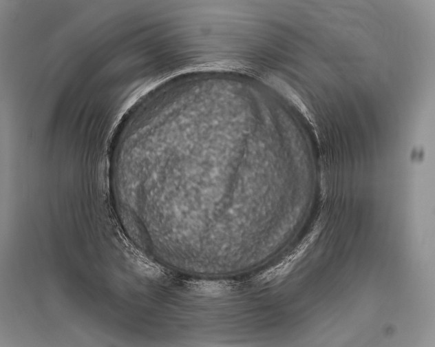 X0000096450781200802211233