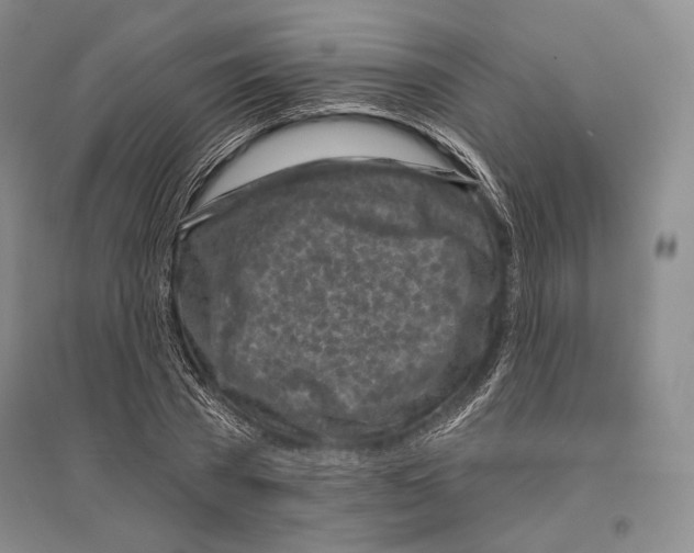 X0000096450785200802211233