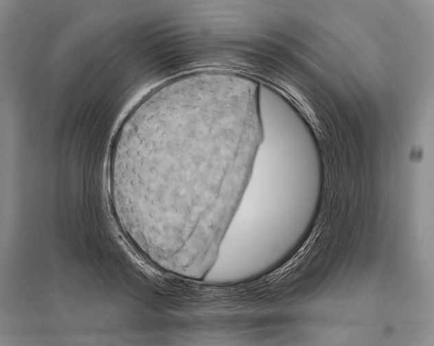 X0000096450796200802211233