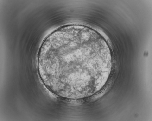 X0000096450807200802211232