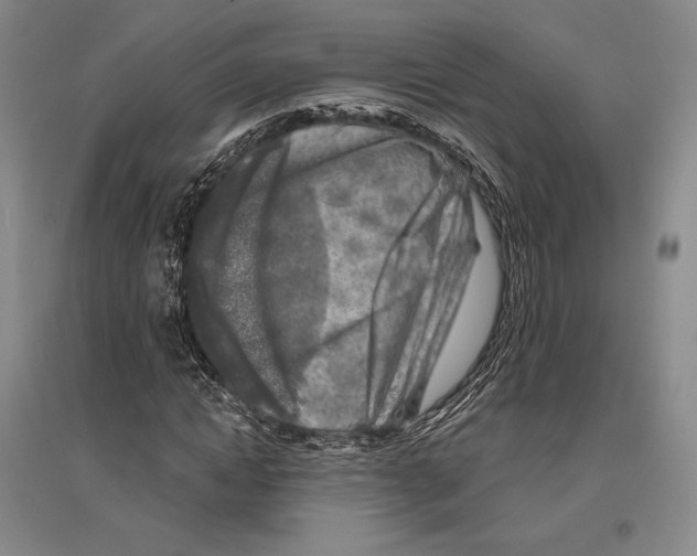 X0000096450822200802211232