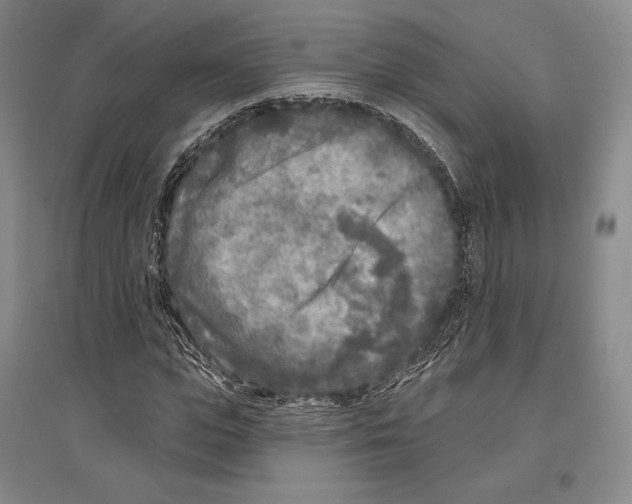 X0000096450823200802211232