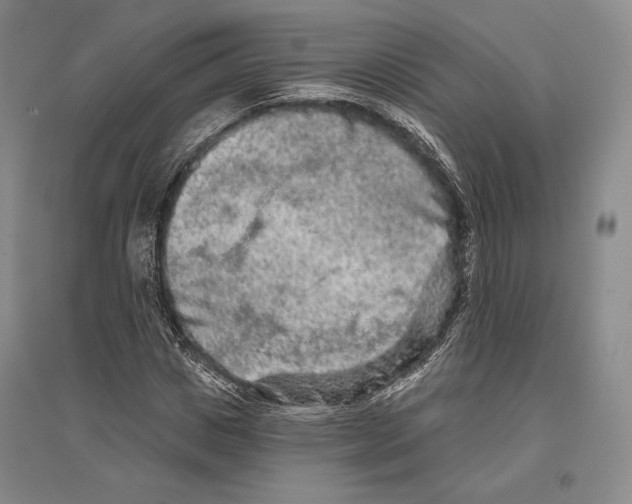 X0000096450825200802211232