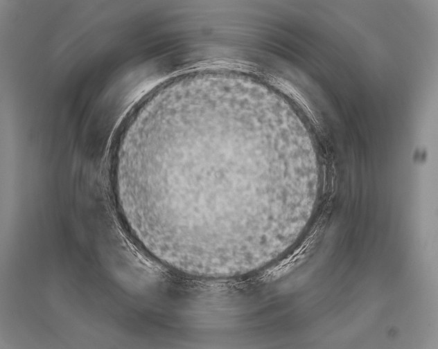 X0000096450828200802211232