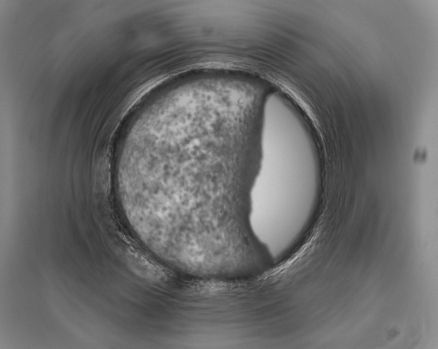 X0000096450829200802211232