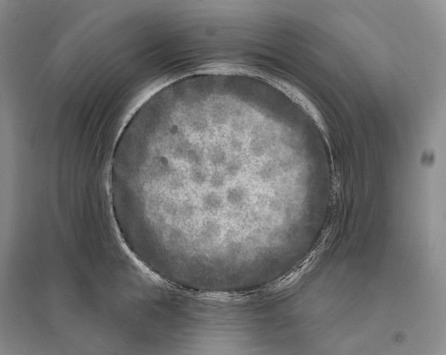 X0000096450855200802211232