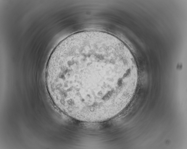 X0000096450856200802211232