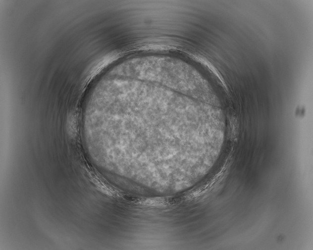 X0000096450874200802211231