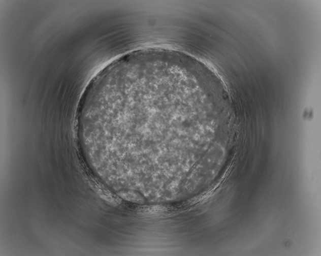 X0000096450879200802211231