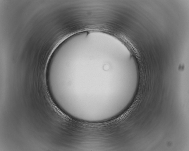 X0000096450884200802211231