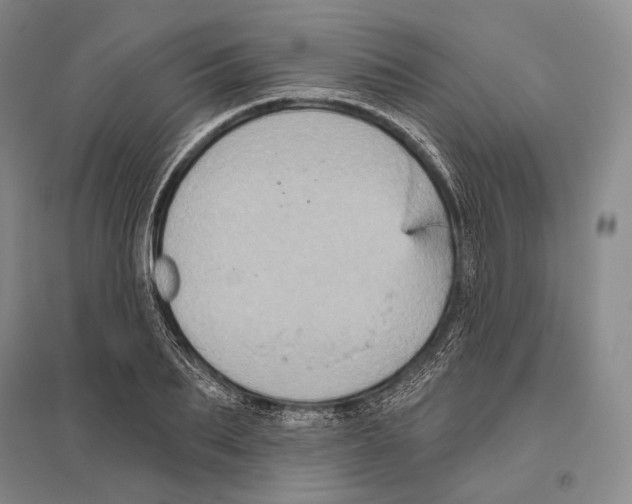 X0000096450887200802211231