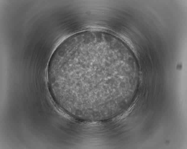 X0000096450891200802211231