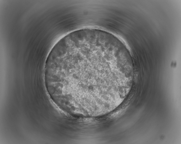 X0000096450903200802211231