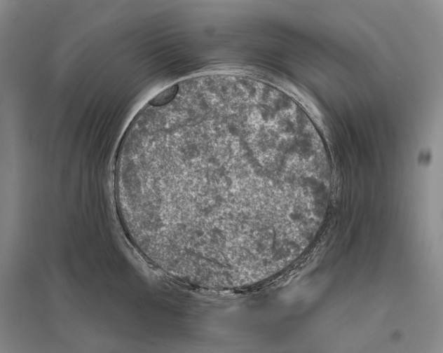 X0000096450907200802211231