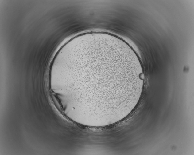 X0000096450911200802211231