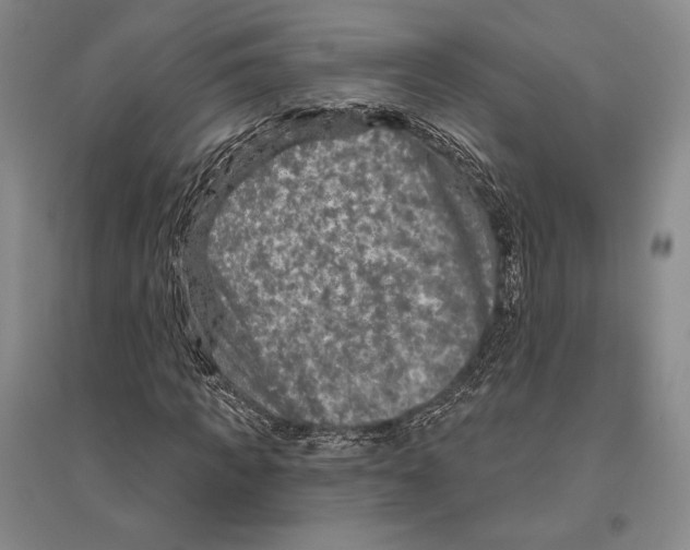 X0000096450917200802211230