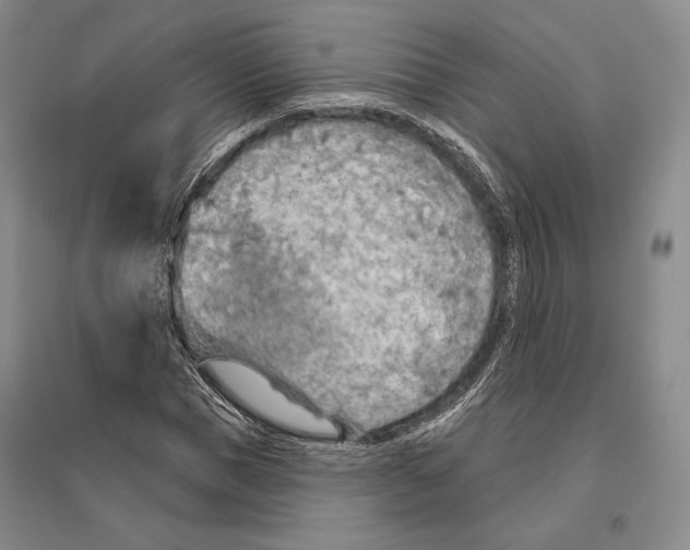 X0000096450921200802211230