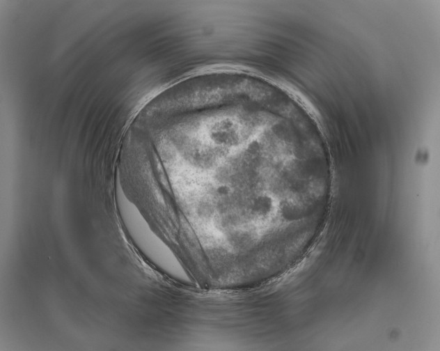 X0000096450953200802211231